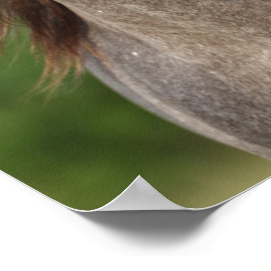 Bob Langrish | Grauer andalusischer Stallion Heads Poster (Ecke)