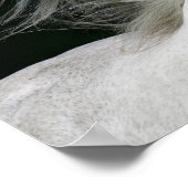 Bob Langrish | Grauer andalusischer Stallion Heads Poster (Ecke)