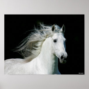 Bob Langrish   Grauer andalusischer Stallion Heads Poster