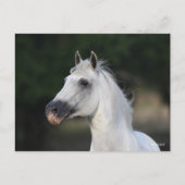 Bob Langrish | Grauer andalusischer Stallion Heads Postkarte (Vorderseite)