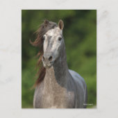 Bob Langrish | Grauer andalusischer Stallion Heads Postkarte (Vorderseite)