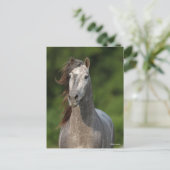 Bob Langrish | Grauer andalusischer Stallion Heads Postkarte (Stehend Vorderseite)