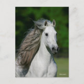 Bob Langrish | Grauer andalusischer Stallion Heads Postkarte (Vorderseite)