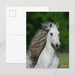 Bob Langrish   Grauer andalusischer Stallion-Heads Postkarte