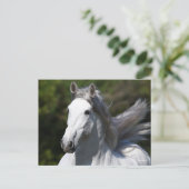 Bob Langrish | Grauer andalusischer Stallion Heads Postkarte (Stehend Vorderseite)