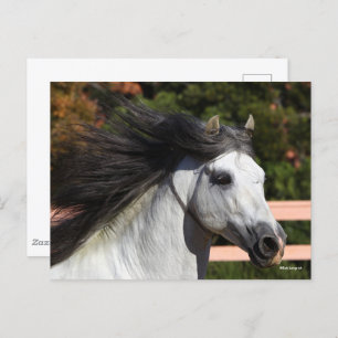 Bob Langrish   Grauer andalusischer Stallion Heads Postkarte