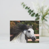 Bob Langrish | Grauer andalusischer Stallion Heads Postkarte (Stehend Vorderseite)