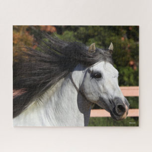 Bob Langrish Grauer andalusischer Stallion Heads Puzzle