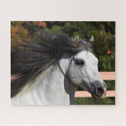 Bob Langrish | Grauer andalusischer Stallion Heads Puzzle (Horizontal)