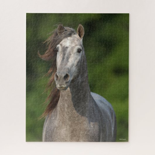 Bob Langrish | Grauer andalusischer Stallion Heads Puzzle (Vertikal)