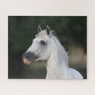 Bob Langrish Grauer andalusischer Stallion Heads Puzzle
