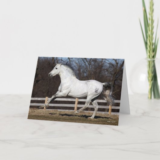 Bob Langrish | Grauer andalusischer Stallion Runni Karte (Vorderseite)