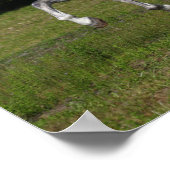 Bob Langrish | Grauer andalusischer Stallion Runni Poster (Ecke)