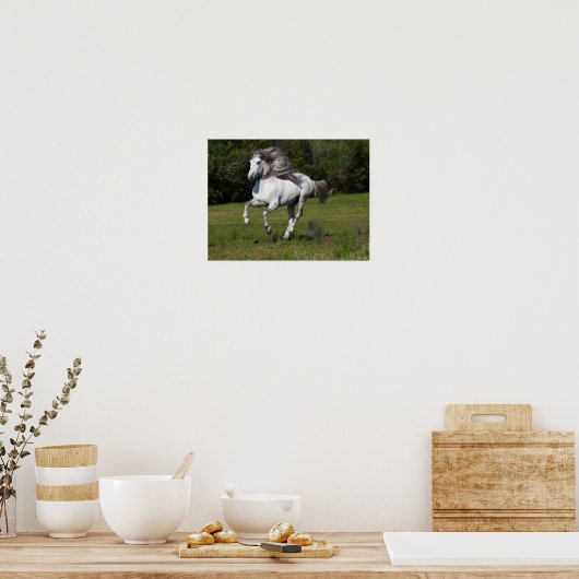 Bob Langrish | Grauer andalusischer Stallion Runni Poster (Küche)