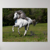 Bob Langrish | Grauer andalusischer Stallion Runni Poster (Vorne)