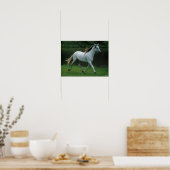 Bob Langrish | Grauer andalusischer Stallion Runni Poster (Küche)