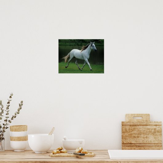 Bob Langrish | Grauer andalusischer Stallion Runni Poster (Küche)