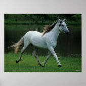 Bob Langrish | Grauer andalusischer Stallion Runni Poster (Vorne)