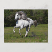 Bob Langrish | Grauer andalusischer Stallion Runni Postkarte (Vorderseite)