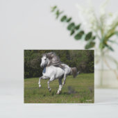 Bob Langrish | Grauer andalusischer Stallion Runni Postkarte (Stehend Vorderseite)