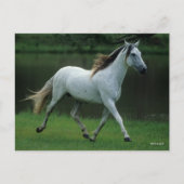 Bob Langrish | Grauer andalusischer Stallion Runni Postkarte (Vorderseite)