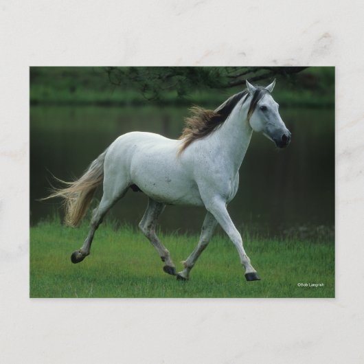 Bob Langrish | Grauer andalusischer Stallion Runni Postkarte (Vorderseite)