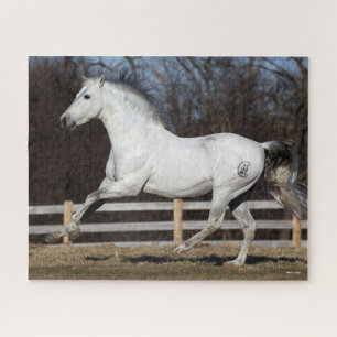 Bob Langrish   Grauer andalusischer Stallion Runni Puzzle