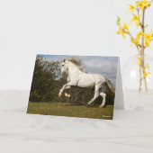 Bob Langrish | Grauer andalusischer Stallion sprin Karte (Gelbe Blume)