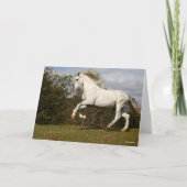 Bob Langrish | Grauer andalusischer Stallion sprin Karte (Vorderseite)