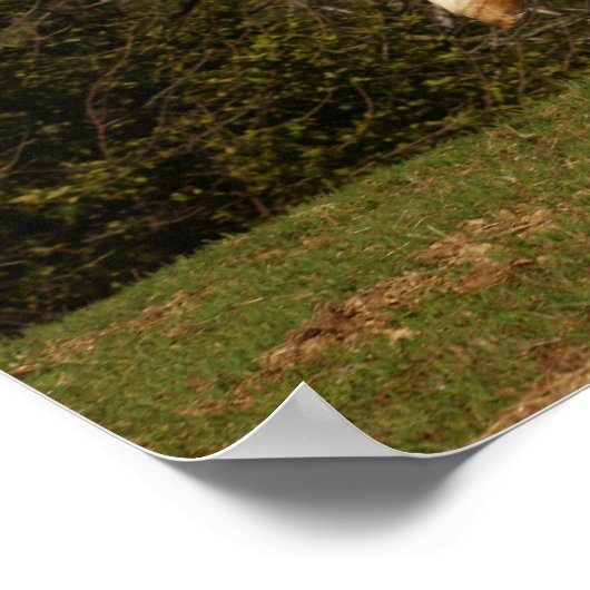 Bob Langrish | Grauer andalusischer Stallion sprin Poster (Ecke)