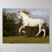 Bob Langrish | Grauer andalusischer Stallion sprin Poster (Vorne)