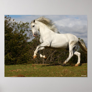 Bob Langrish   Grauer andalusischer Stallion sprin Poster