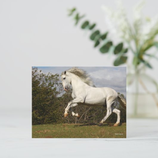 Bob Langrish | Grauer andalusischer Stallion sprin Postkarte (Stehend Vorderseite)