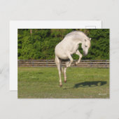 Bob Langrish | Grauer andalusischer Stallion sprin Postkarte (Vorne/Hinten)