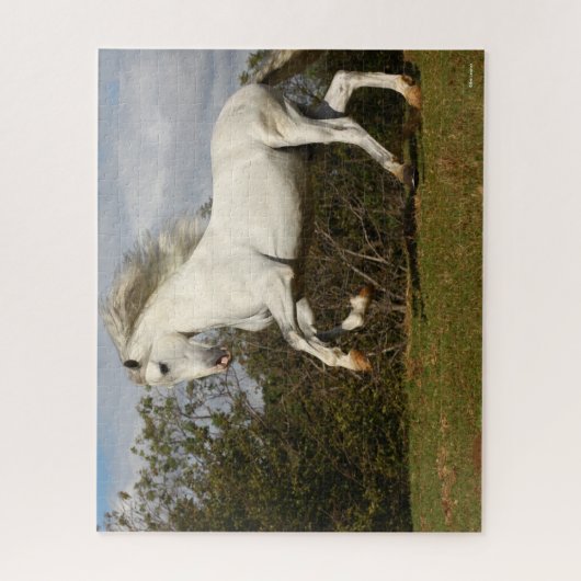 Bob Langrish | Grauer andalusischer Stallion sprin Puzzle (Vertikal)