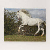 Bob Langrish | Grauer andalusischer Stallion sprin Puzzle (Horizontal)