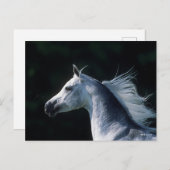 Bob Langrish | Grauer arabischer Headshot 3 Postkarte (Vorne/Hinten)