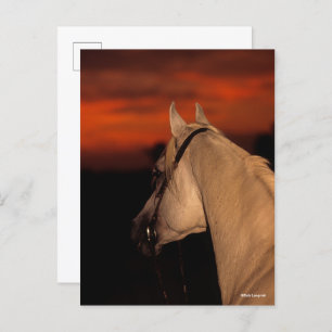 Bob Langrish   Grauer arabischer Headshot bei Suns Postkarte