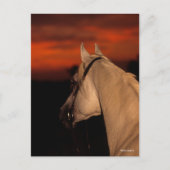 Bob Langrish | Grauer arabischer Headshot bei Suns Postkarte (Vorderseite)