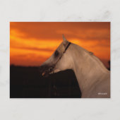 Bob Langrish | Grauer arabischer Headshot bei Suns Postkarte (Vorderseite)