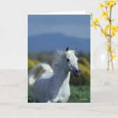 Bob Langrish | Grauer arabischer Headshot Karte (Gelbe Blume)