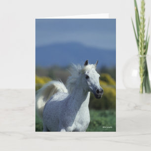 Bob Langrish   Grauer arabischer Headshot Karte