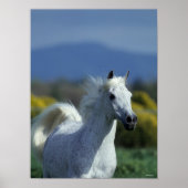 Bob Langrish | Grauer arabischer Headshot Poster (Vorne)