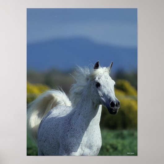 Bob Langrish | Grauer arabischer Headshot Poster (Vorne)
