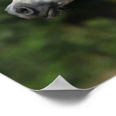 Bob Langrish | Grauer arabischer Headshot Poster (Ecke)