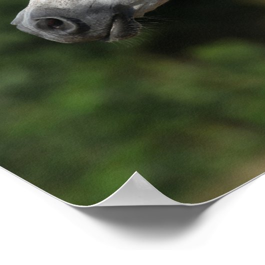 Bob Langrish | Grauer arabischer Headshot Poster (Ecke)