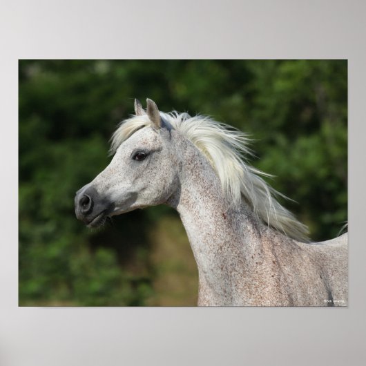 Bob Langrish | Grauer arabischer Headshot Poster (Vorne)