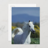 Bob Langrish | Grauer arabischer Headshot Postkarte (Vorne/Hinten)