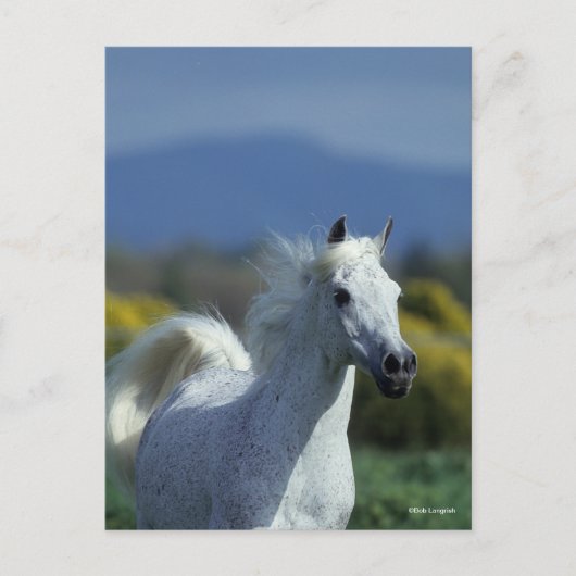 Bob Langrish | Grauer arabischer Headshot Postkarte (Vorderseite)
