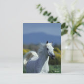 Bob Langrish | Grauer arabischer Headshot Postkarte (Stehend Vorderseite)